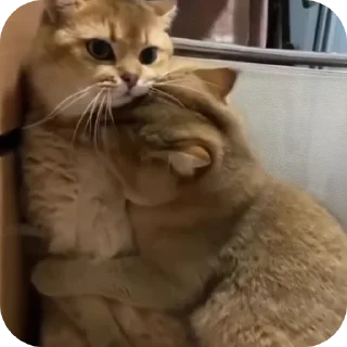 😾 Томариска Стикс 🫀, стікер Telegram 15 з 39