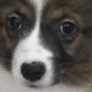 🙁 Крейзи Пуговица, Telegram sticker 13 of 80