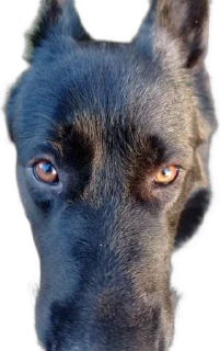 🌟 Чмошники, стікер Telegram 17 з 28