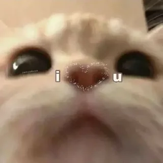 💗 @Obezyana_VInternete kotiki lo, sticker Telegram 21 sur 41