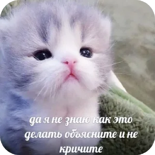 🐱 Cat, sticker Telegram 19 sur 66