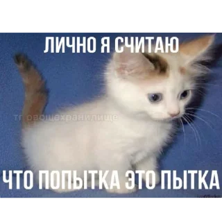 🐱 Cat, sticker Telegram 11 sur 66