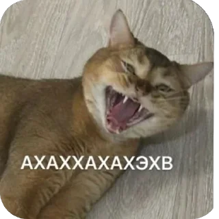 🤣 cheburek, Telegram sticker 14 of 27