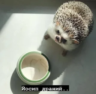 🌟 Місса ідішин<3, стикер Telegram 17 из 120
