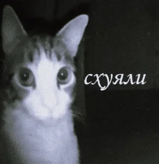 🌟 швшвшшшышушушв, Telegram sticker 17 of 35