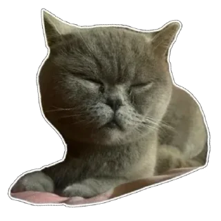 ☺️ moorsilka and harrusyk, стикер Telegram 20 из 20