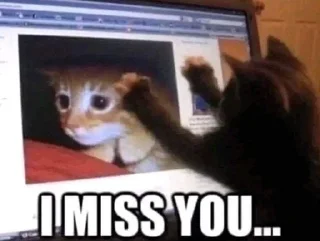 😿 IloveAntonKafodisov, sticker Telegram 5 sur 85