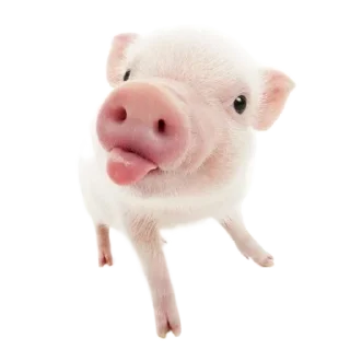 🐮 ۰. ݁⸙ animals ִֶָ by @m2e58l, sticker Telegram 12 sur 32