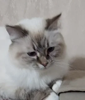 топовые