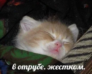 меми