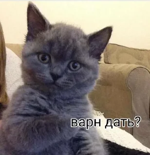 Борзый пак билла