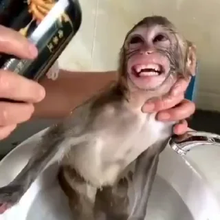 🐵 Больше стикеров –> @striketop 🚂, стикер Telegram 8 из 50