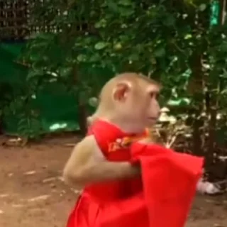 🙉 @Earth928B <- больше стиков, стікер Telegram 21 з 64