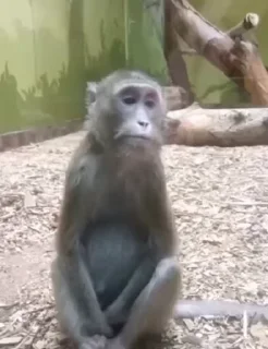 MonkeyPon | @avilod