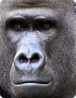 🤨 monkey, стикер Telegram 17 из 23