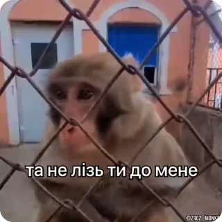 #️⃣ Мої мавпочки п'ять @Packek @zroz_monkey, стікер Telegram 13 з 50
