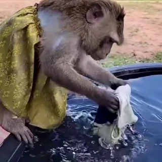 🙉 @Earth928B <- больше стиков, стікер Telegram 23 з 64