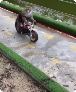 🚴‍♀️ monkey, стикер Telegram 11 из 23