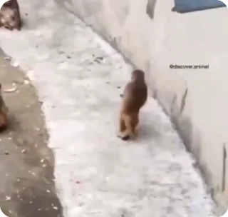 🥰 monkey, стикер Telegram 14 из 23