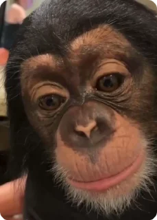 ☺️ monkey, стикер Telegram 16 из 23