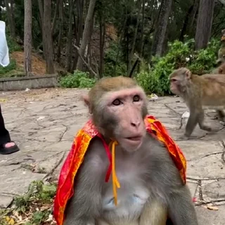 🙈 @Earth928B <- больше стиков, стікер Telegram 10 з 64