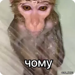 😭 Мої мавпочки п'ять @Packek @zroz_monkey, стікер Telegram 5 з 50