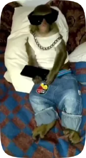 @MonkeyPonGif
