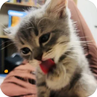 ❤ ——>> @el_psi_kongru <<—— канал этого котёночки, стікер Telegram 15 з 105