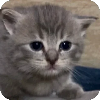 🥺 ——>> @el_psi_kongru <<—— канал этого котёночки, стікер Telegram 6 з 105