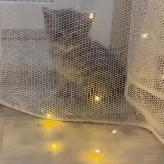 🤩 ——>> @el_psi_kongru <<—— канал этого котёночки, стікер Telegram 11 з 105