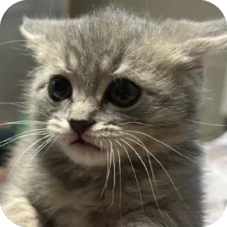 😨 ——>> @el_psi_kongru <<—— канал этого котёночки, стікер Telegram 20 з 105