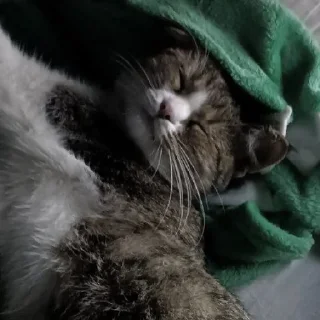 🥰 мама и барсик 😘, стікер Telegram 5 з 16