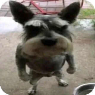 🐶 Ну я, стикер Telegram 8 из 120