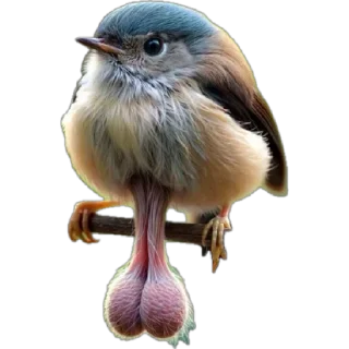 🐦 Даун, sticker Telegram 18 sur 120