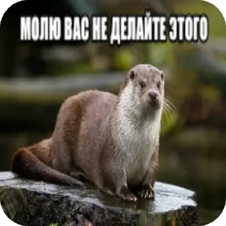 🐦 fuck life, I don't care, sticker Telegram 24 sur 60