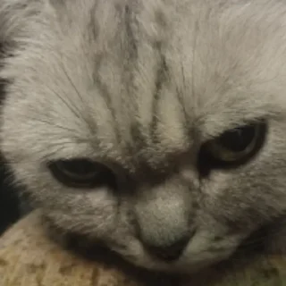 🐱 кузя!!, стикер Telegram 17 из 36