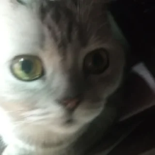 🐱 кузя!!, стикер Telegram 6 из 36