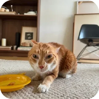 🐱 ебать не должно, стикер Telegram 12 из 36