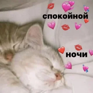 ❤️ котики, Telegram sticker 11 of 19