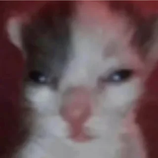 🤐 котики, sticker Telegram 1 sur 30
