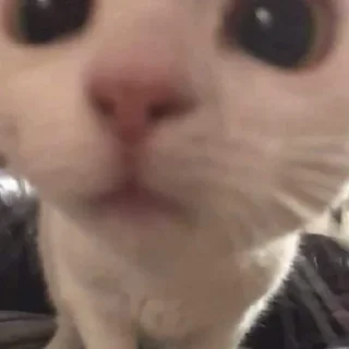💕 Котики, стікер Telegram 16 з 34