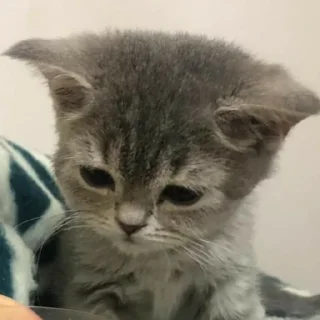 😔 котики, sticker Telegram 21 sur 30