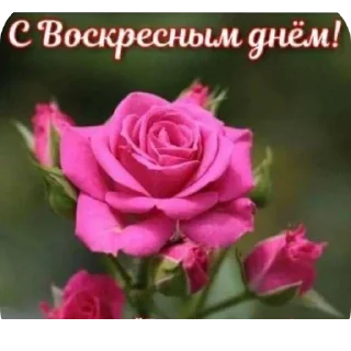 🌸 Православные Открытки @korolpupsikov, Telegram sticker 5 of 50