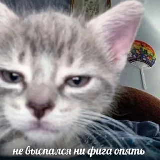 🌟 Котярки, стикер Telegram 14 из 23