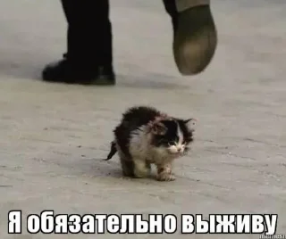 kitty kitty :3