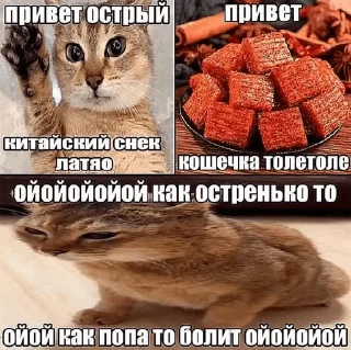 🌶 The Orange Cat (RU), стікер Telegram 10 з 73