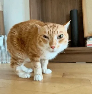 🌟 The Orange Cat (RU), стікер Telegram 13 з 73