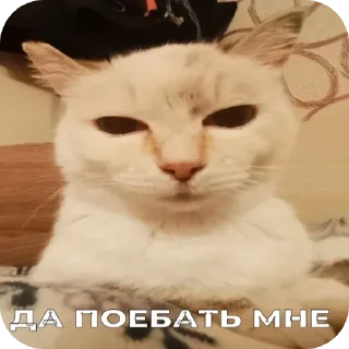 Крутая Белочка /@akyrkaa