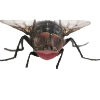 🐞 семейка адамс, Telegram sticker 9 of 21