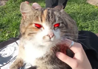 😽 Лера Лох<3, sticker Telegram 14 sur 34